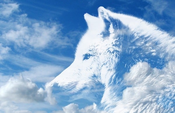 Être connu comme le loup blanc : que dit cette expression ?