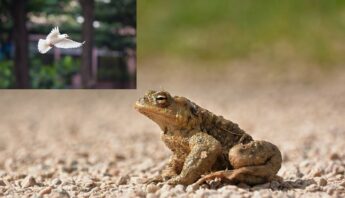 La Bave Du Crapaud N’atteint Pas La Blanche Colombe - Français Authentique